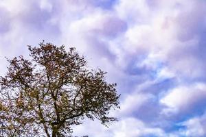 Fotografie zum Thema große schöne Herbstbirke auf hellem Himmel des Hintergrundes foto