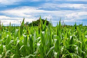 Fotografie zum Thema Big Corn Farm Field für die Bio-Ernte foto