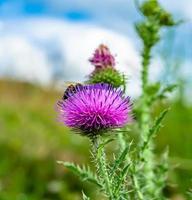 schöne wilde Blume geflügelte Biene auf der Hintergrundlaubwiese foto