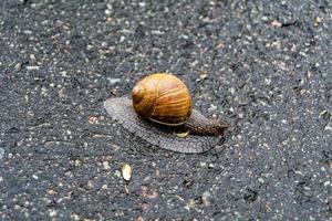 große Gartenschnecke im Gehäuse kriecht auf nasser Straße, beeil dich nach Hause foto