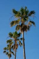 Palmen gegen blauen Himmel foto