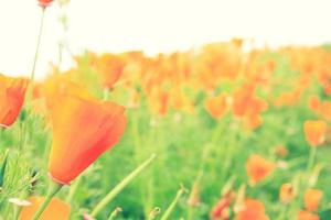 schöne botanische Orangenmohnblume im Gartenpark im Vintage-Farbstil und selektiver Fokus. schönheit der natur, des wachstums, der pflanze, der tapete und des floralen konzepts foto