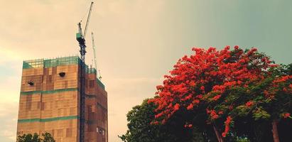 Baustelle mit Kran und großem roten oder orangefarbenen Blumenbaum mit Himmelshintergrund in der Stadt und darüber Kopierraum in Vintage-Farbe - Schönheit der Natur, anderes Ding und Umweltkonzept foto