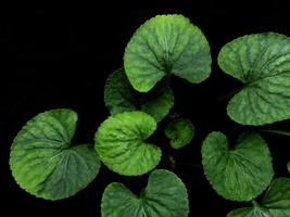 grüne Blätter der Bratschenpflanze auf schwarzem Hintergrund foto