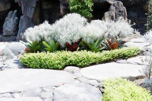 schönes Pflanzenpanorama als Hintergrund foto