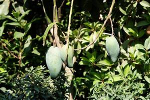 grüne und köstliche mangofrucht foto