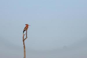 schöner Vogel sitzt auf einem Baumstumpf foto