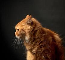 Porträt einer rothaarigen erwachsenen Katze mit einem großen Schnurrbart foto