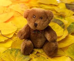 Brauner Teddybär sitzt auf gelben, trockenen Aprikosenblättern foto