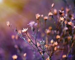 Buschkornblume Centaurea Jacea foto