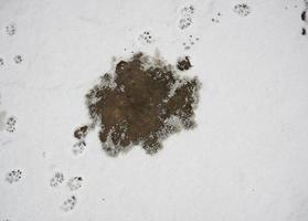 Fragment von geschmolzenem Schnee auf dem Bürgersteig foto