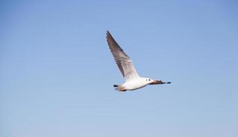 Möwe am Himmel foto