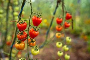 reife Tomaten auf Reben foto