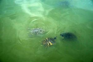 New York Central Park Schildkröten des Sees foto