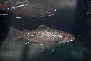 Bachforelle Unterwasser Salvelinus Frontinalis Süßwasser foto