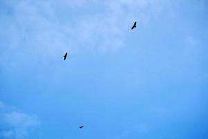 fliegender bussardgeiervogel im himmel foto