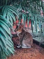 Katze sitzt unter einem Busch foto