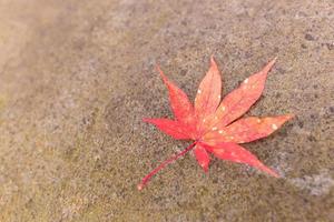 Herbstblatt in Japan foto