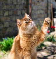 erwachsene rote flauschige katze hob ihre pfote hoch foto