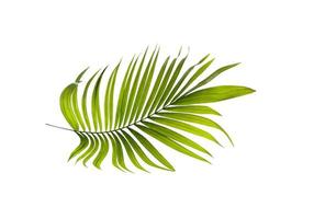 grünes Blatt von einer Palme foto