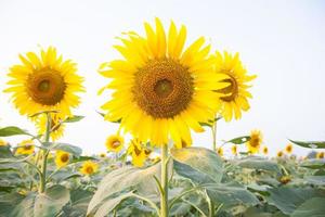 Sonnenblumen auf dem Feld foto