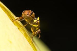 kleine Insekten-Nahaufnahme foto