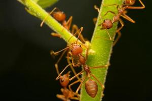 rote Ameisen auf einem Ast foto