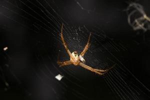 Spinne im Spinnennetz foto