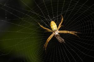 Spinne in einem Spinnennetz foto