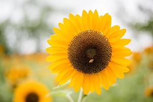 Nahaufnahme einer blühenden Sonnenblume in einem Feld mit unscharfem Naturhintergrund foto