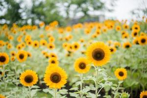 Nahaufnahme einer blühenden Sonnenblume in einem Feld mit unscharfem Naturhintergrund foto