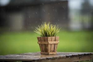 grüne Pflanze in einem Topf auf einem Tisch im Regen foto