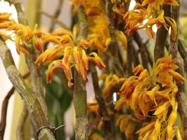 gelbe und orange Blüten foto