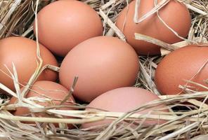 braune Eier im Nest foto