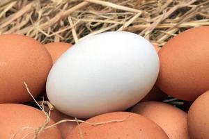 weiße und braune Eier foto