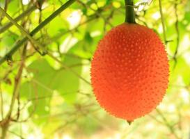 Orangenkürbis auf Baum foto