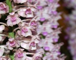 Bündel lila Orchideenblüten foto