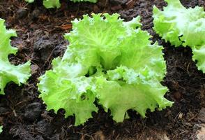 grüner Salat wächst foto