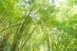 frischer grüner Bambus in Thailand foto