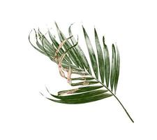 grünes und braunes Palmblatt auf Weiß foto