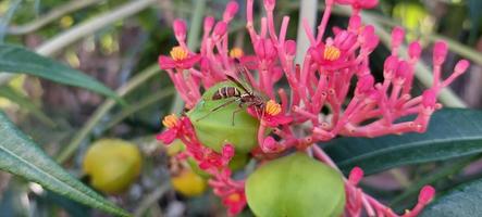 jatropha podagrica zierpflanze mit grünen blättern, nahaufnahmefoto foto