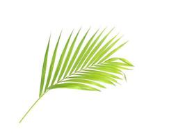 hellgrünes Palmblatt isoliert foto