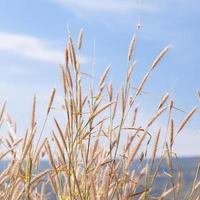 Blumen aus Gras foto