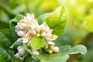 Lindenblüten, Zitronenblüte am Baum unter grünen Blättern verschwommenen Hintergrund. Bergamotte-Blume foto