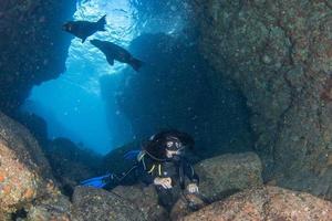 Tauchen mit Seelöwen im Meer von Cortez foto