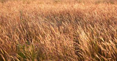 wilde steppe an einem sommertag, ukraine, region kherson foto