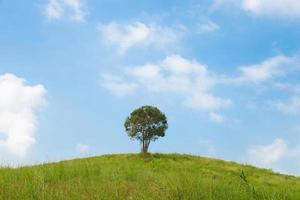 Baum auf dem Hügel foto