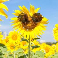 Sonnenblume mit Sonnenbrille foto