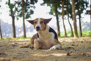 Straßenhund, der auf dem Schmutzporträt-Landschaftsfoto sitzt. süßes Hunde-Nahaufnahmefoto mit verschwommenem Hintergrund. Mehrfarbiger Hund sitzt und schaut nach oben. asiatischer straßenhund, nahaufnahme, porträtaufnahme. foto