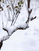 Traubenzweige mit weißem Schnee bedeckt foto